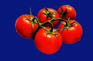Tomaten donkerblauwe achtergrond copy