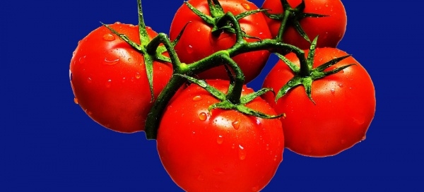 Tomaten donkerblauwe achtergrond copy