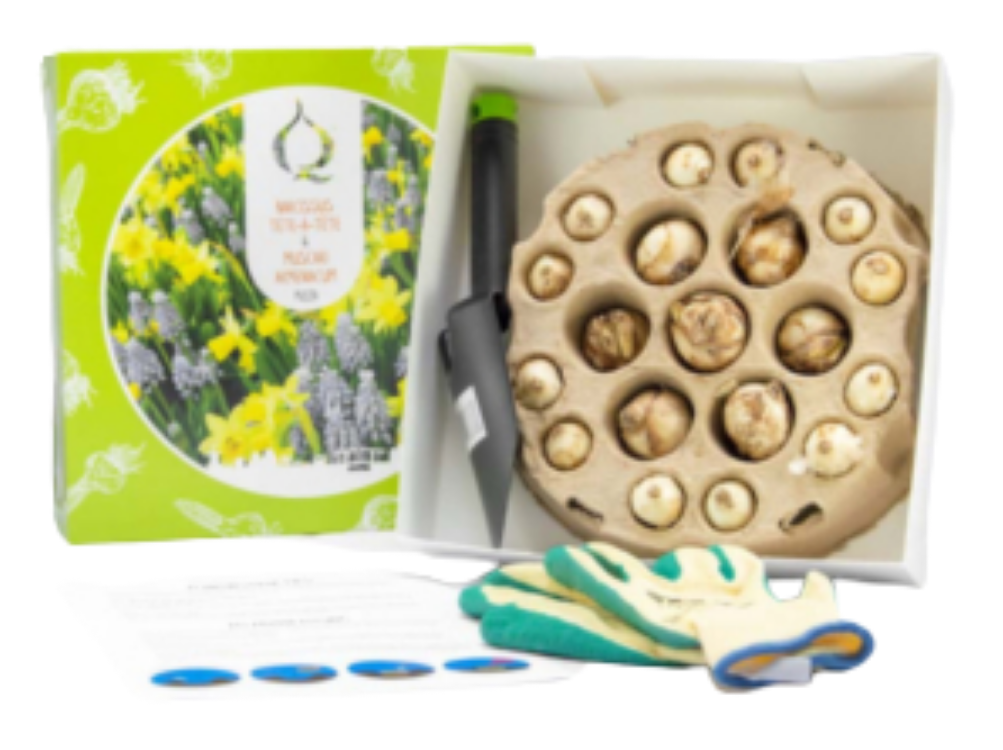 Luxe bedrukte doos met los deksel voor de bloembollenpizza van QFB, uitgevoerd als stevige kartonnen dekseldoos met een afmeting van 280 x 280 x 75 mm. De afbeelding toont een geopende witte geschenkdoos met een interieur dat een ronde kartonnen tray met bloembollen, een klein tuinschepje en tuinhandschoenen bevat. Het losse deksel is volledig in full color bedrukt met een heldergroen ontwerp en een afbeelding van gele narcissen en blauwe druifjes. Deze functionele verpakking, die ook geschikt is als gebaksdoos, dient als giftset en laat direct de volledige inhoud zien zodra het deksel wordt verwijderd.